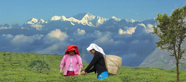 Darjeeling Sikkim B2B Tour Packages