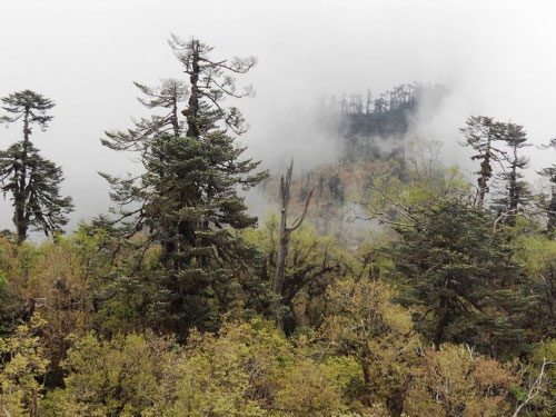 Maenam la Trekking